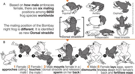 mating press|Mating Press Mutiole: A Guide to The Mating Press Technique